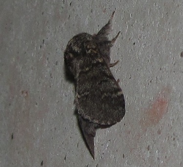 Drymonia ruficornis, Notodontidae